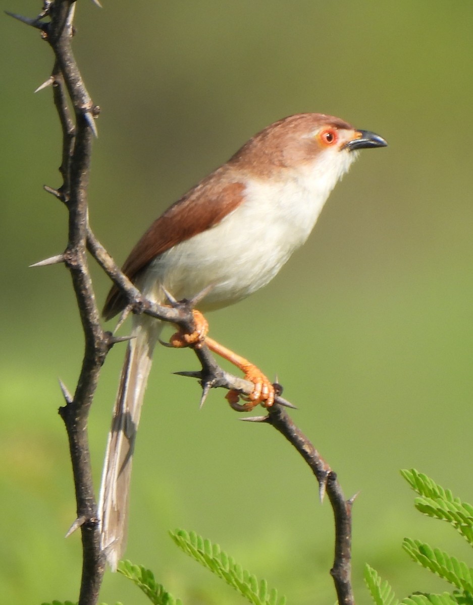 Yellow-eyed Babbler - ML642150659