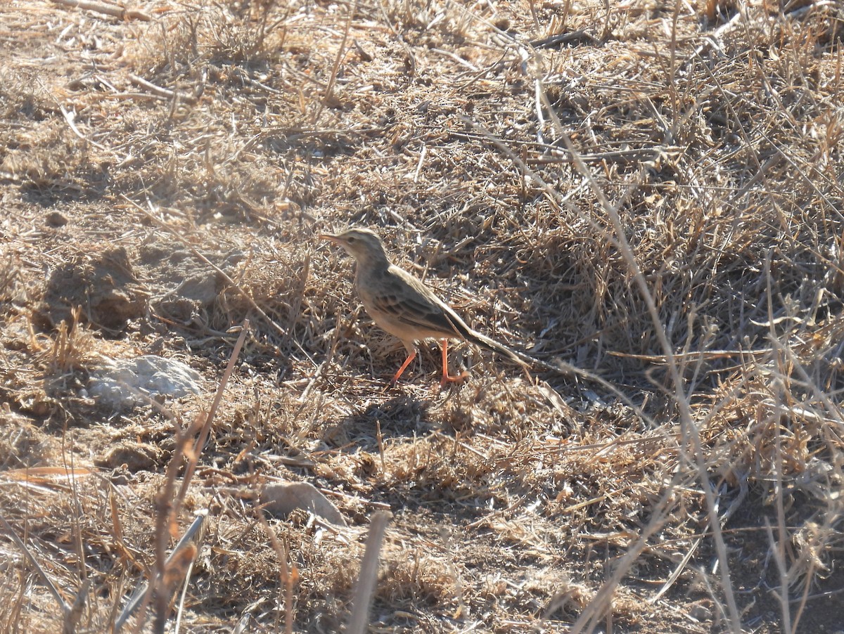 Pipit à long bec - ML642150685