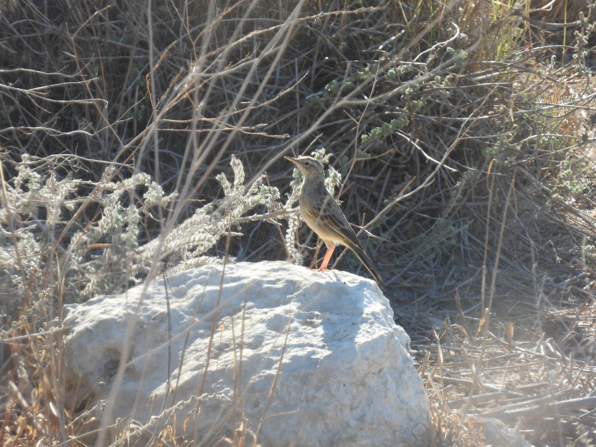Pipit à long bec - ML642150686