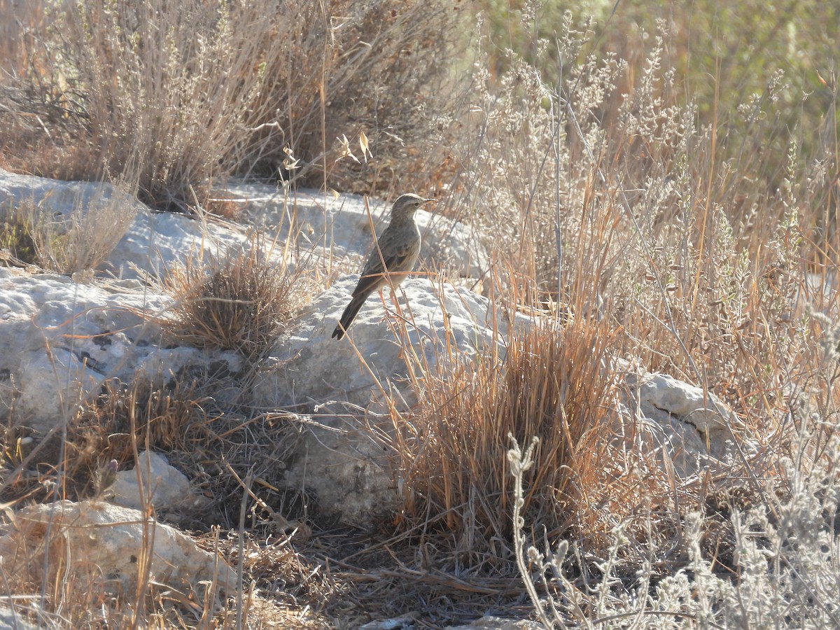 Pipit à long bec - ML642150687