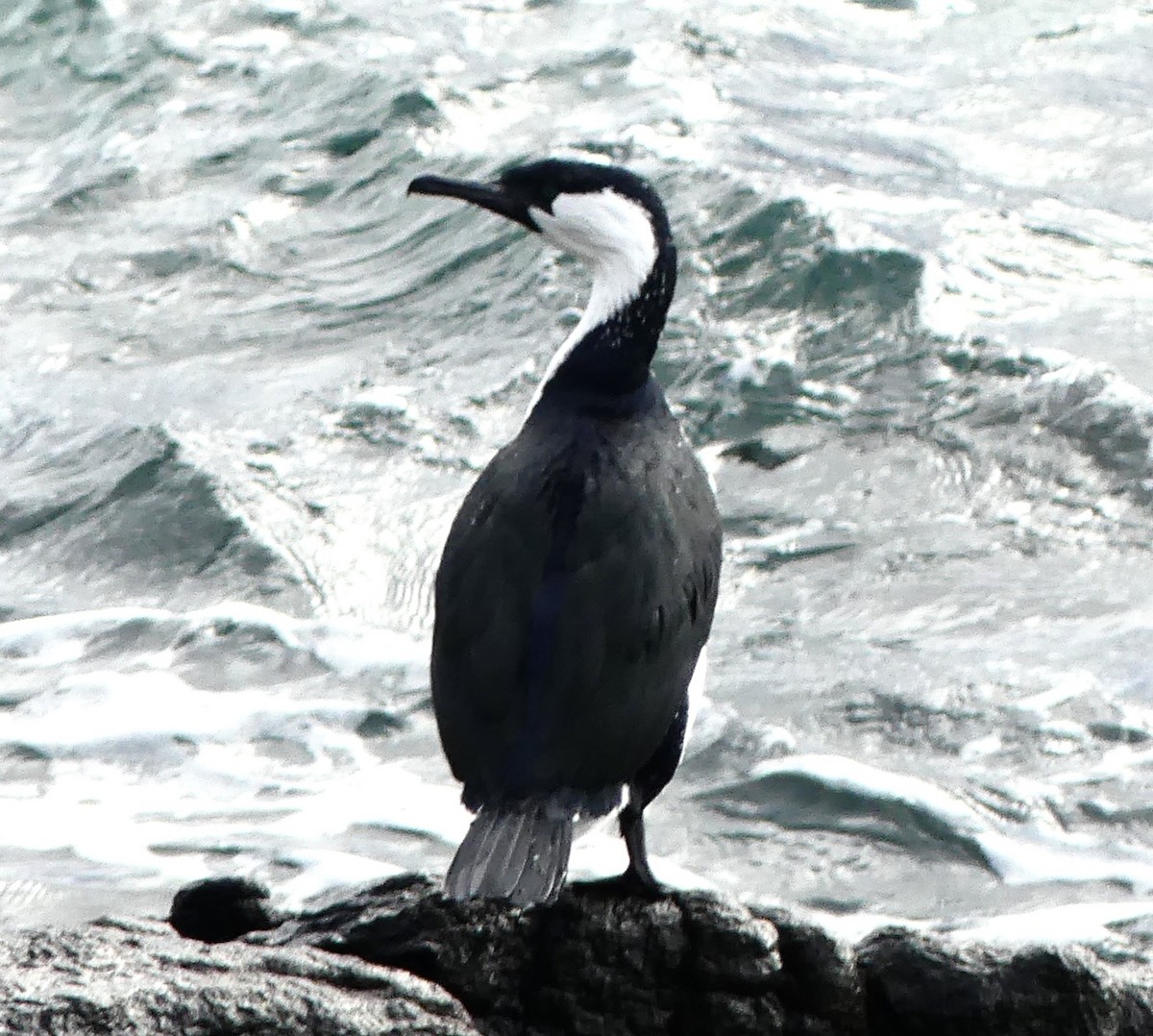 Black-faced Cormorant - ML642150690