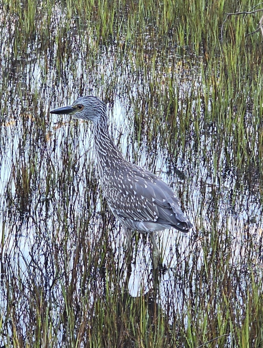Yellow-crowned Night Heron - ML642150699