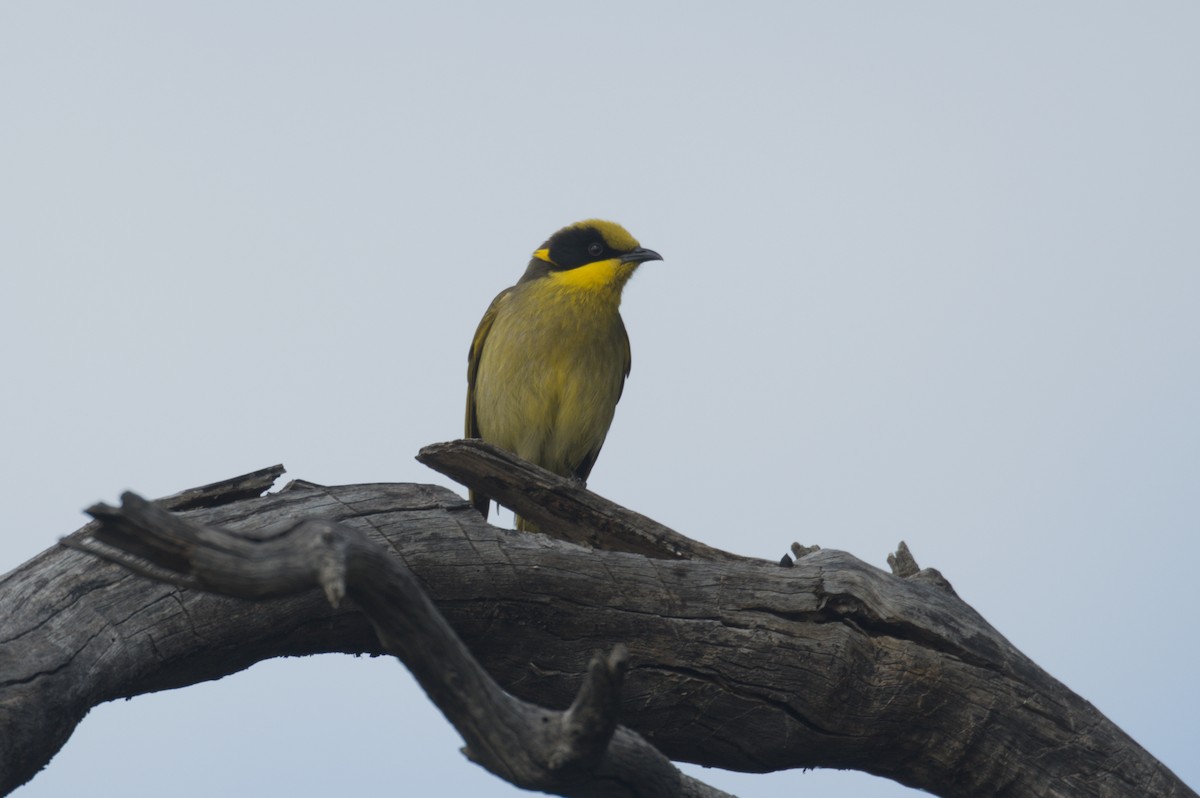 Yellow-tufted Honeyeater - ML642150701