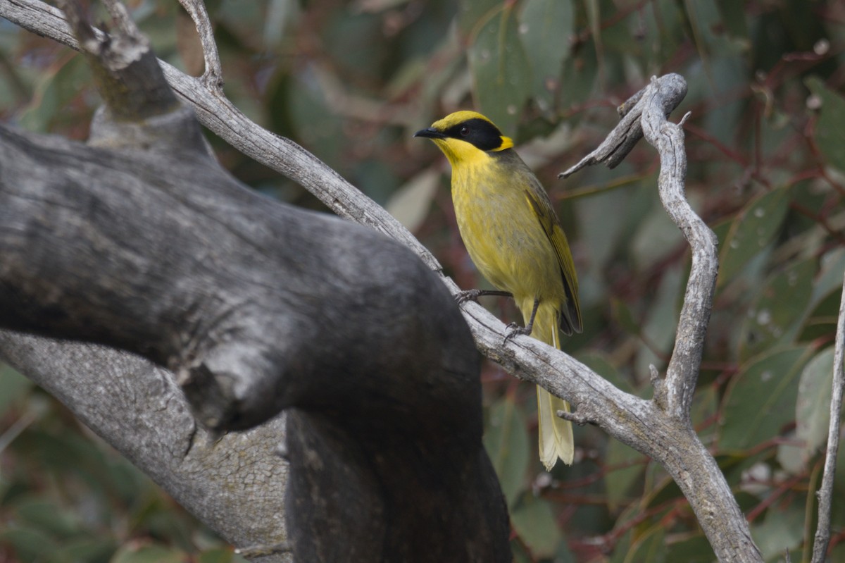 Yellow-tufted Honeyeater - ML642150702