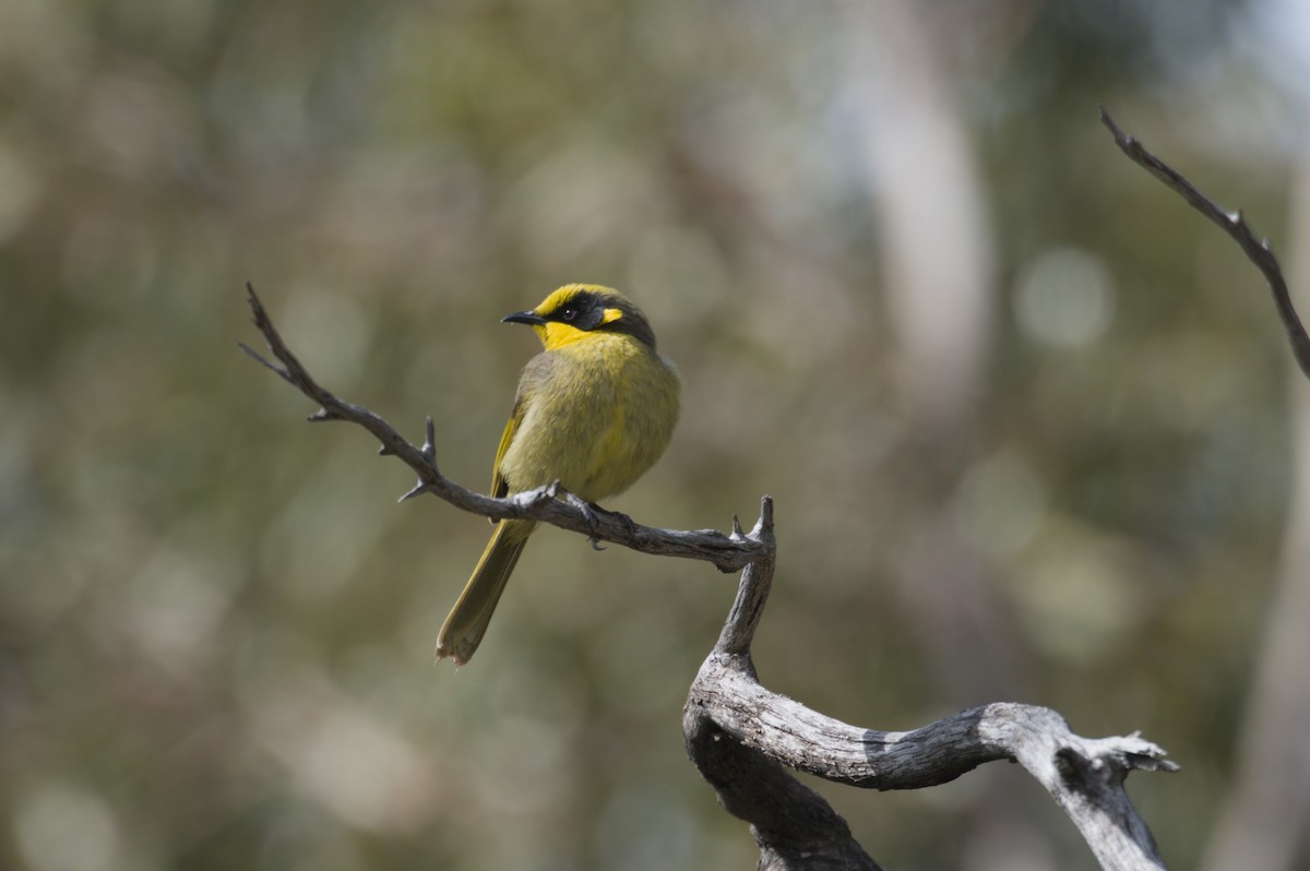 Yellow-tufted Honeyeater - ML642150703