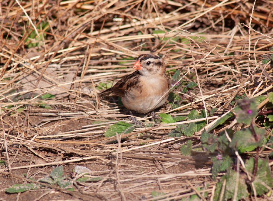 Pin-tailed Whydah - ML642150723
