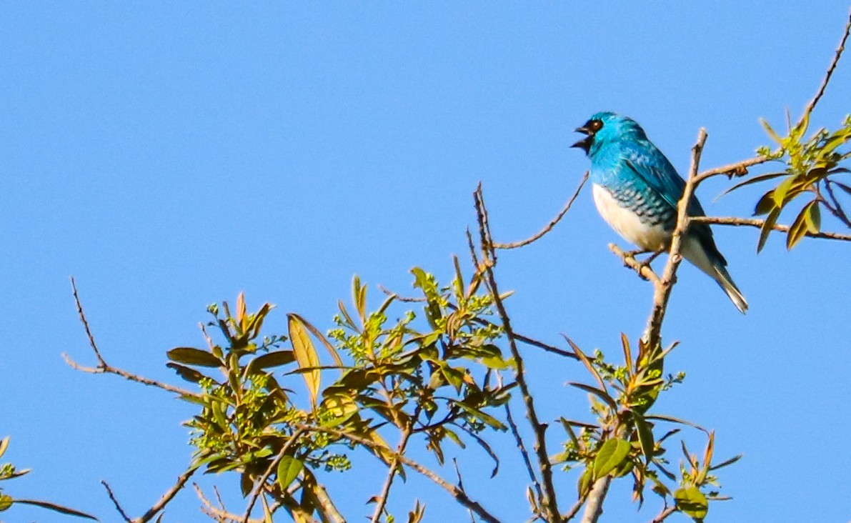 Swallow Tanager - ML642150778