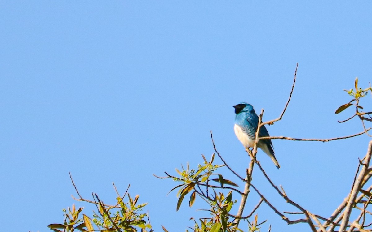 Swallow Tanager - ML642150779
