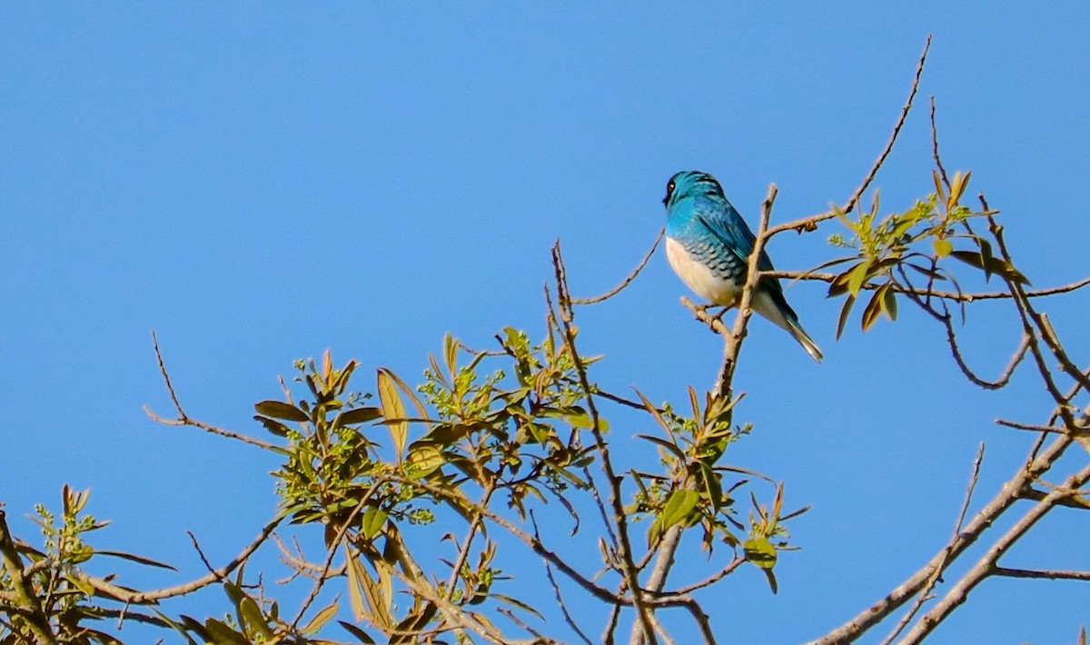 Swallow Tanager - ML642150780