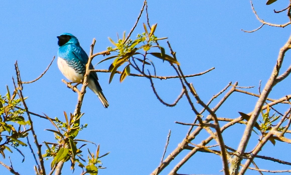 Swallow Tanager - ML642150781