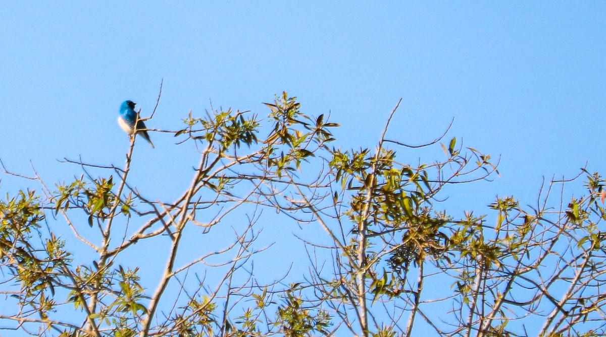 Swallow Tanager - ML642150782