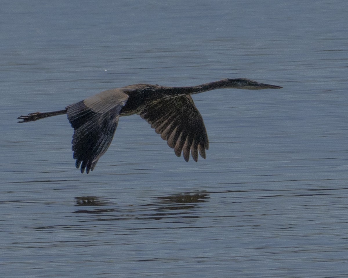 Great Blue Heron - ML642150791