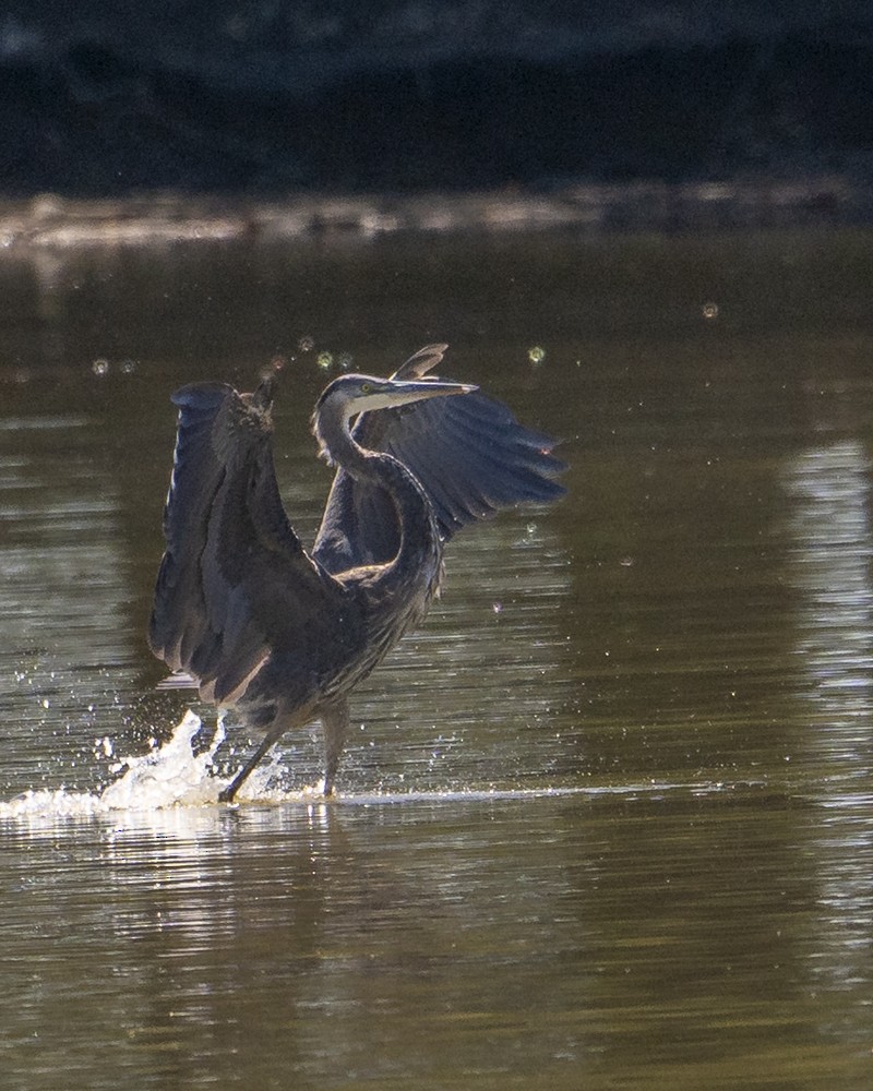Great Blue Heron - ML642150792