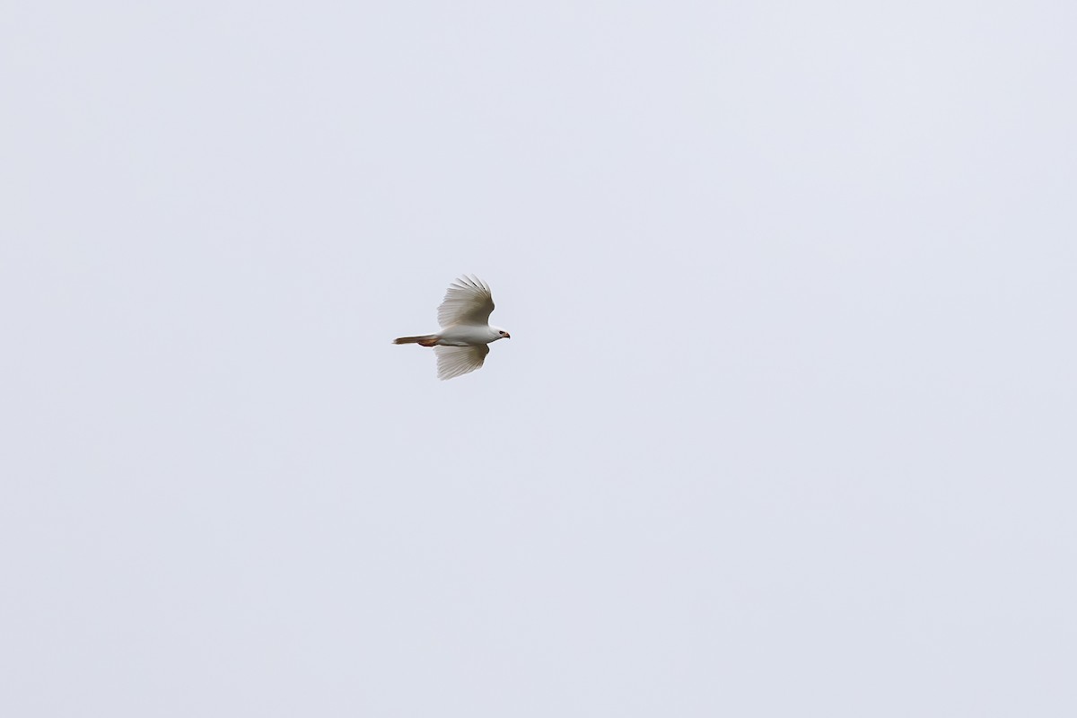 Gray Goshawk - ML642150806