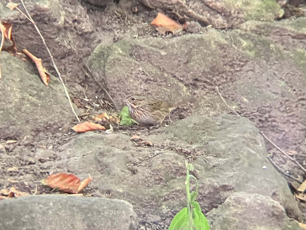 Lincoln's Sparrow - ML642150807