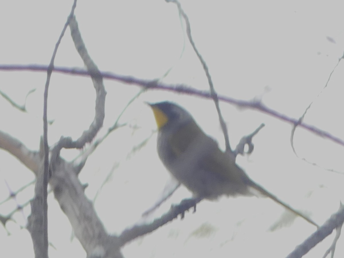 Yellow-throated Honeyeater - ML642150809