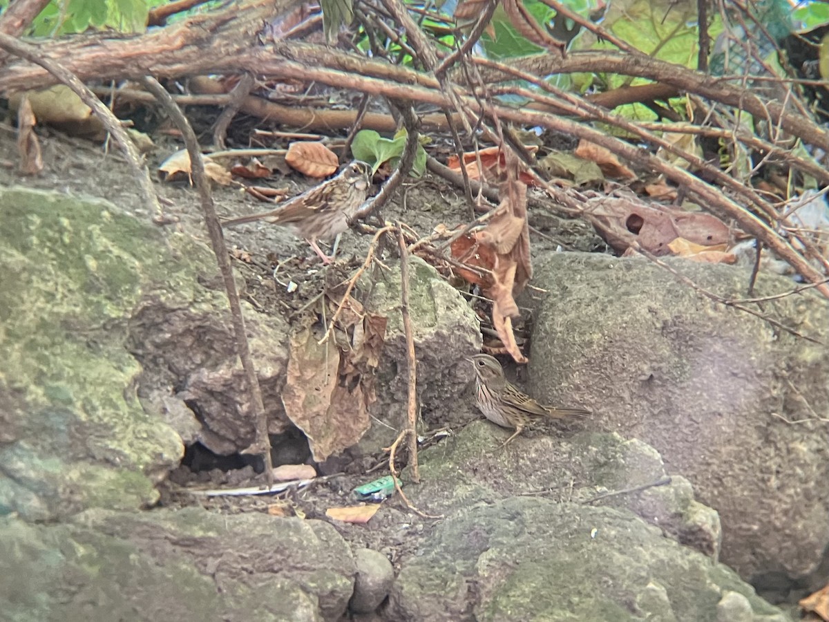 Lincoln's Sparrow - ML642150835