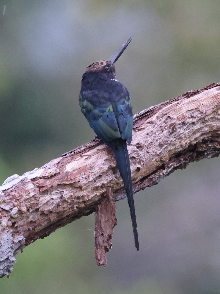 Paradise Jacamar - ML642150836