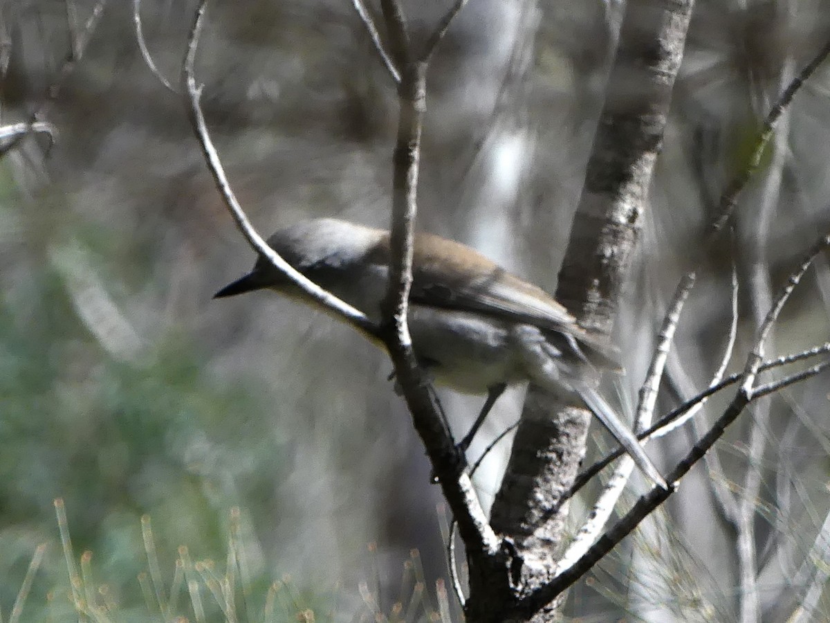 Gray Shrikethrush - ML642150845