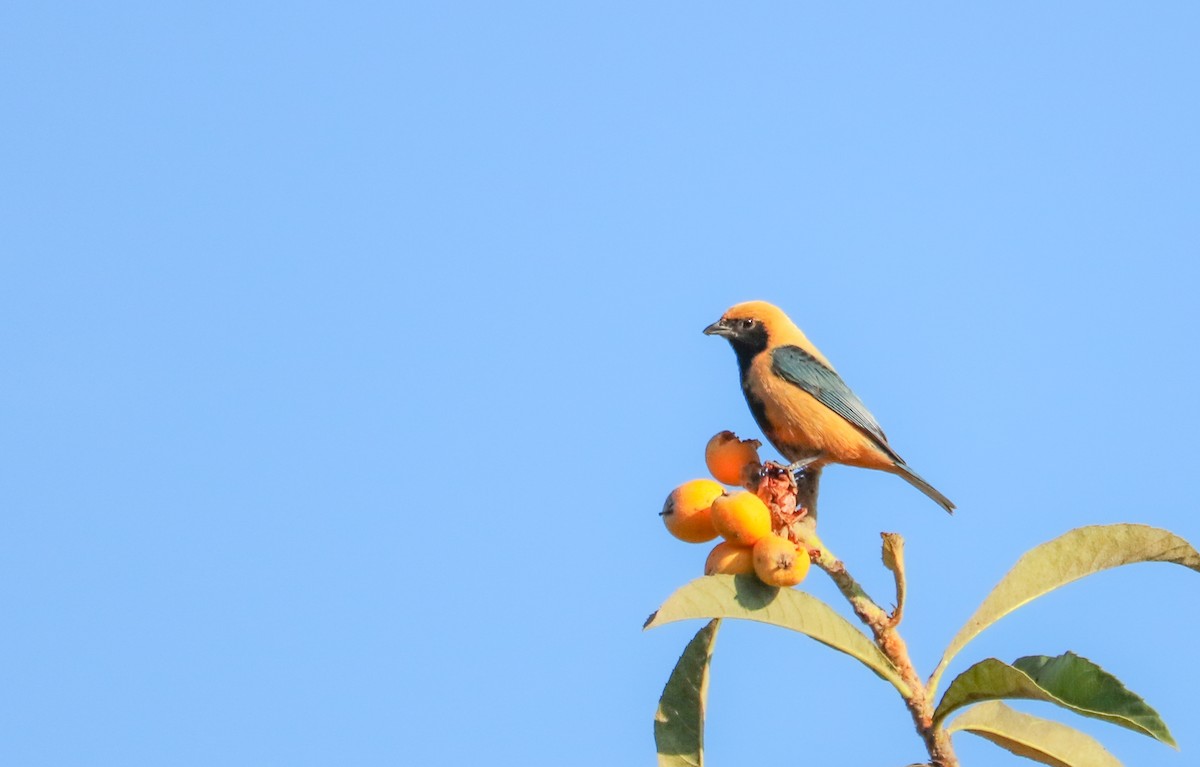 Burnished-buff Tanager - ML642150848