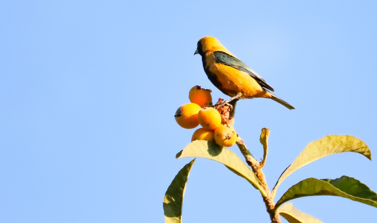 Burnished-buff Tanager - ML642150849