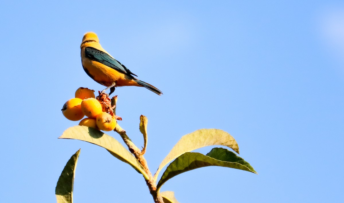 Burnished-buff Tanager - ML642150850