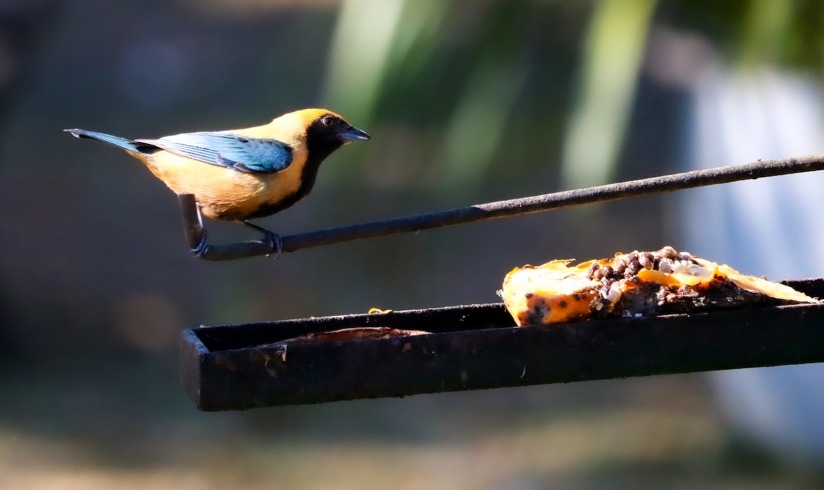 Burnished-buff Tanager - ML642150851