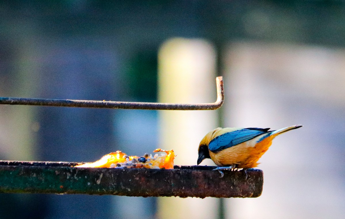 Burnished-buff Tanager - ML642150852