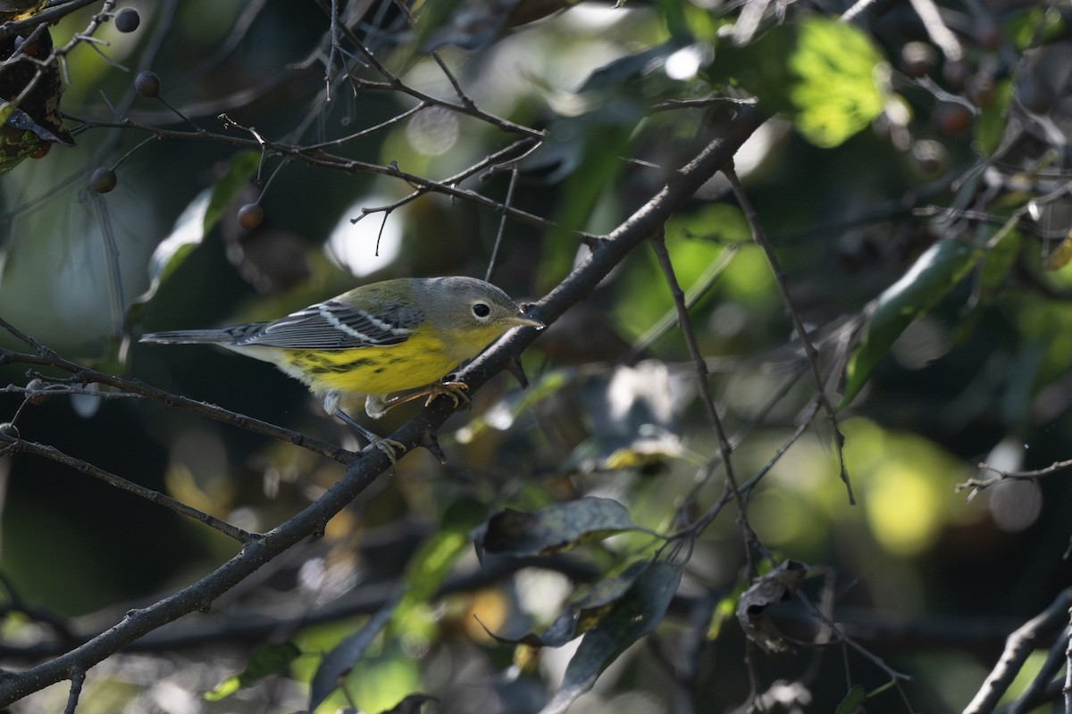 Magnolia Warbler - ML642150858