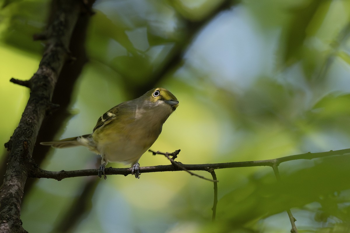 White-eyed Vireo - ML642150859