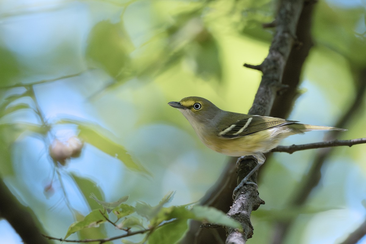 White-eyed Vireo - ML642150860