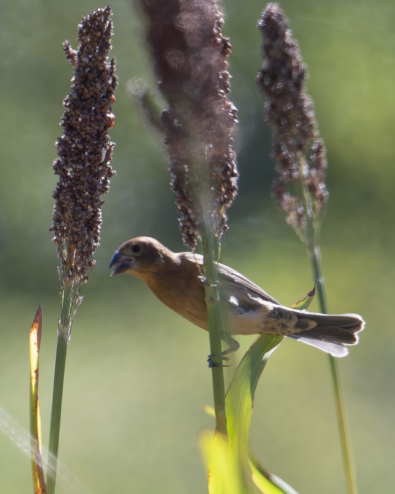 Blue Grosbeak - ML642150867