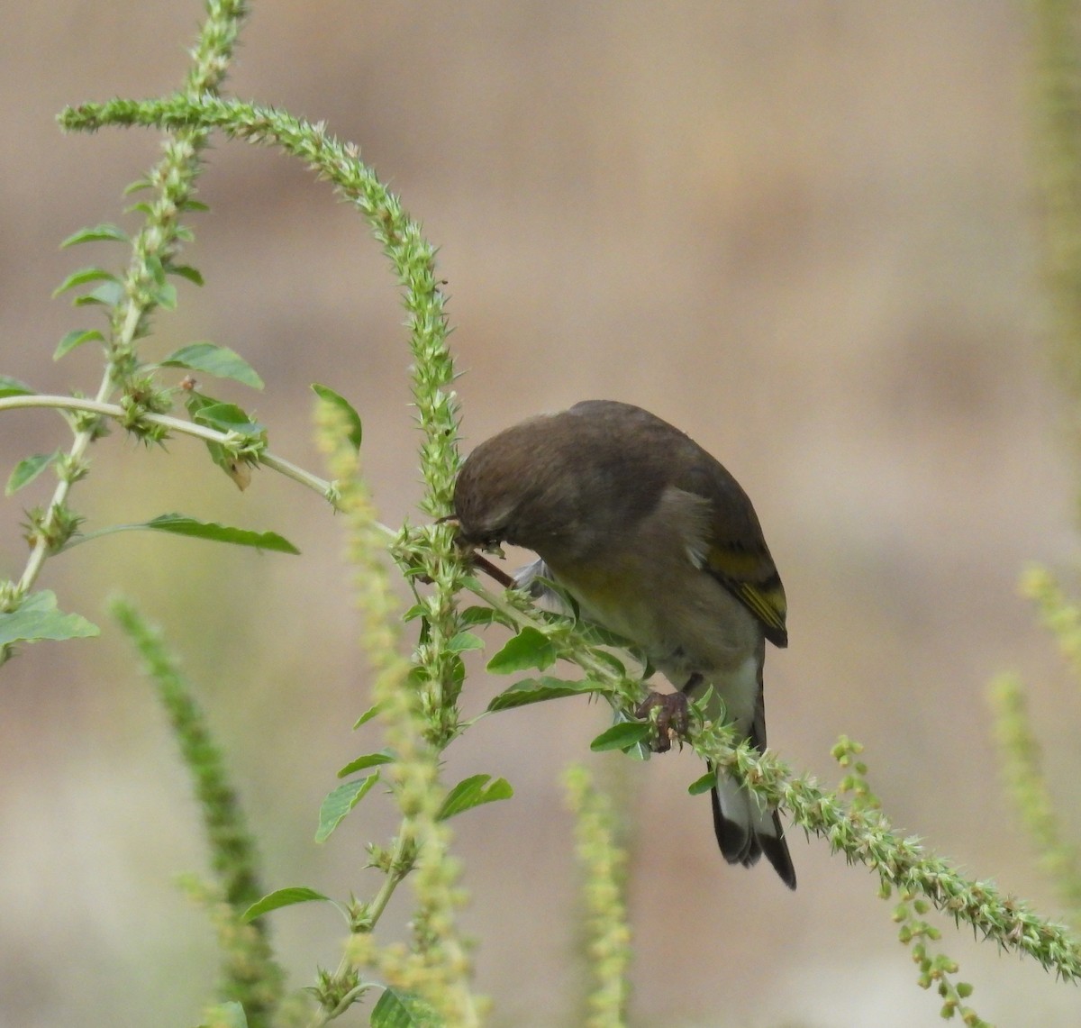 Lawrence's Goldfinch - ML642150868