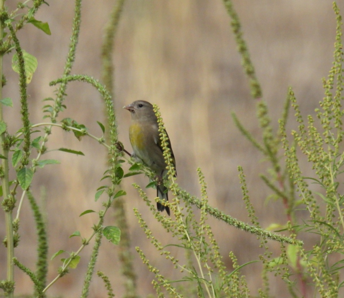 Lawrence's Goldfinch - ML642150869