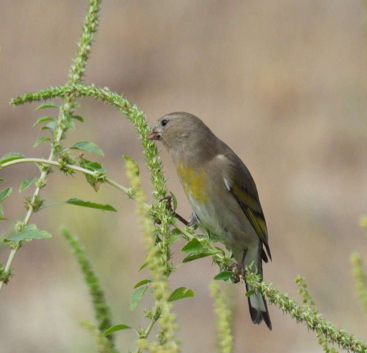 Lawrence's Goldfinch - ML642150871
