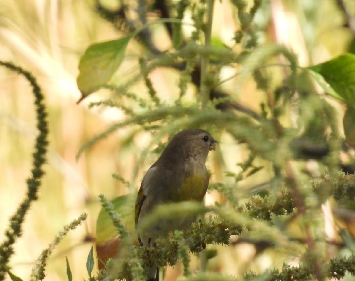 Lawrence's Goldfinch - ML642150872