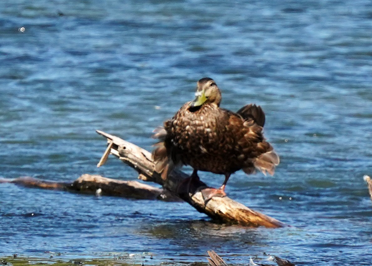American Black Duck - ML642150874