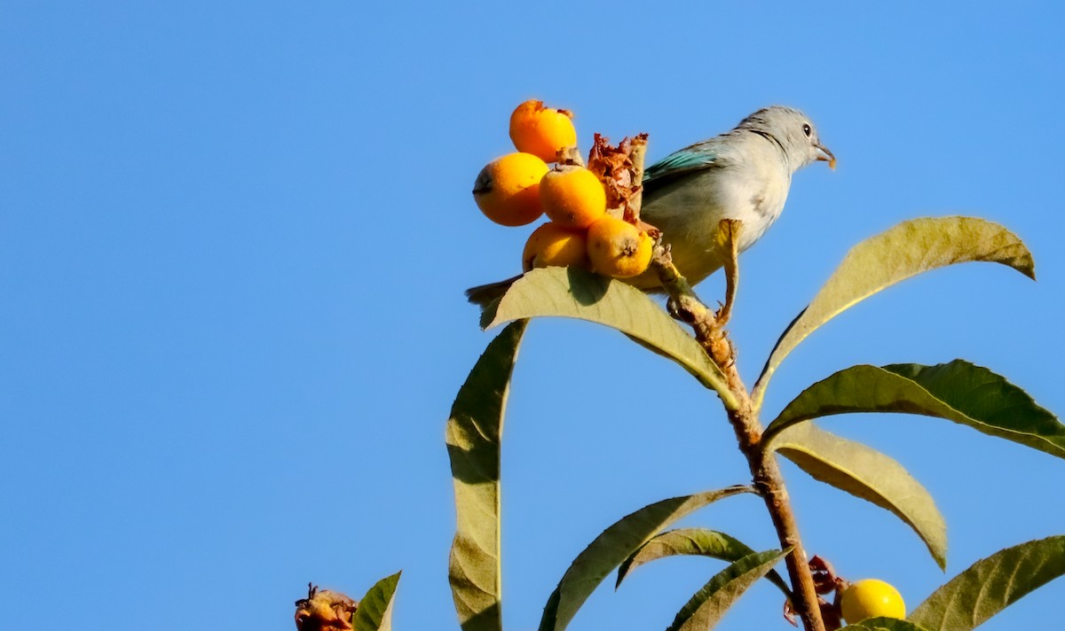Sayaca Tanager - ML642150889