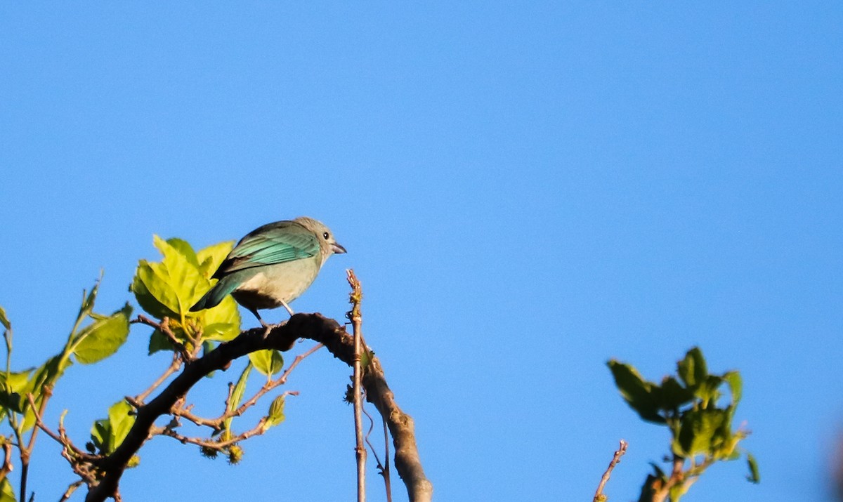 Sayaca Tanager - ML642150890