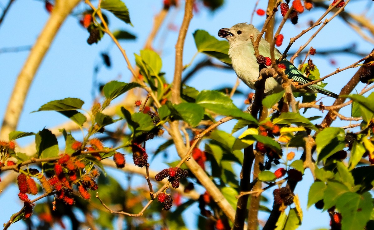 Sayaca Tanager - ML642150891