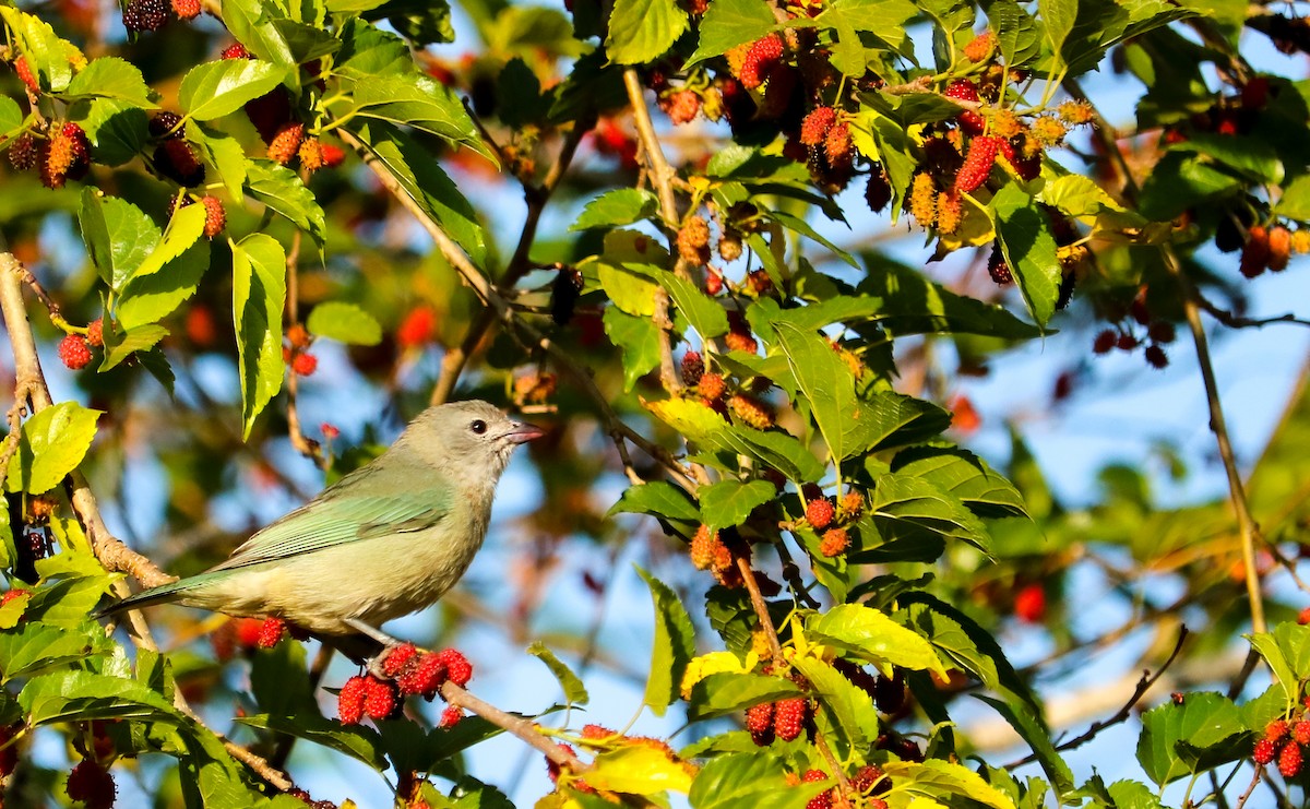 Sayaca Tanager - ML642150892