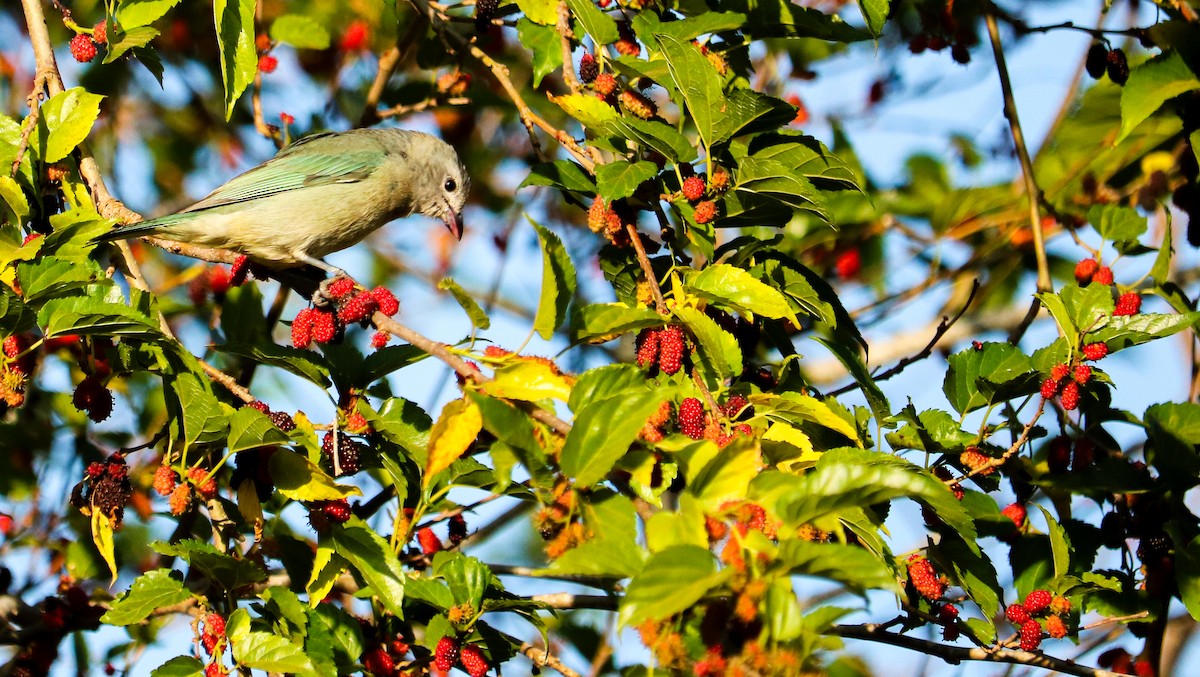 Sayaca Tanager - ML642150893
