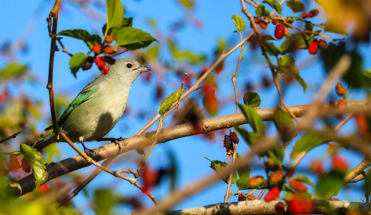 Sayaca Tanager - ML642150894