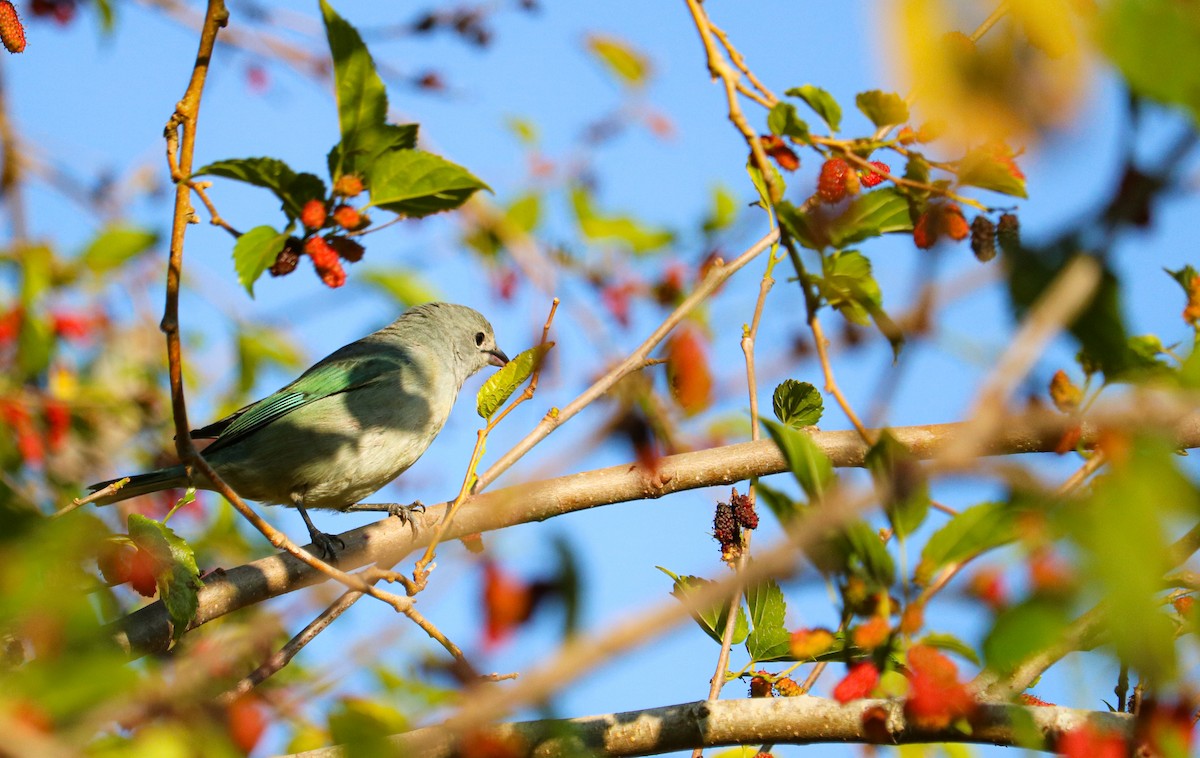 Sayaca Tanager - ML642150895
