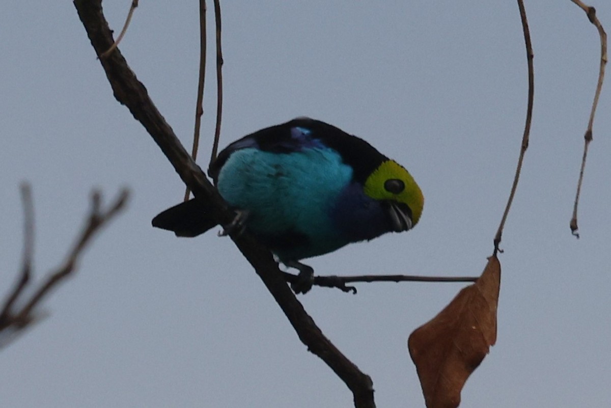 Paradise Tanager - ML642150924