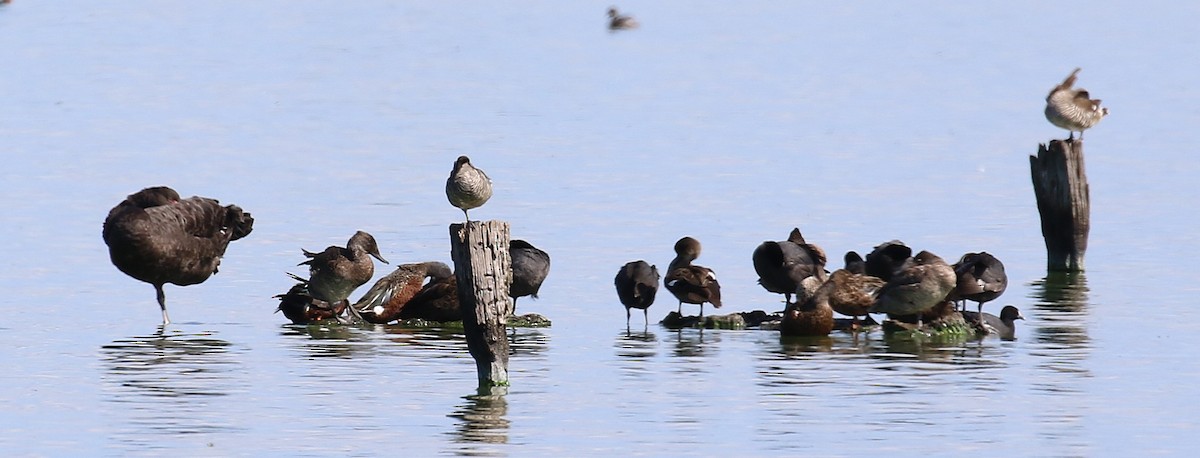 Freckled Duck - ML642150969