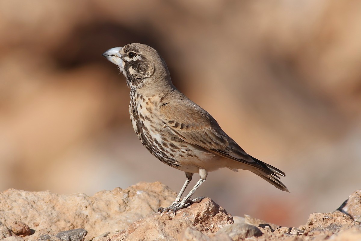 ハシブトヒバリ - ML642150988