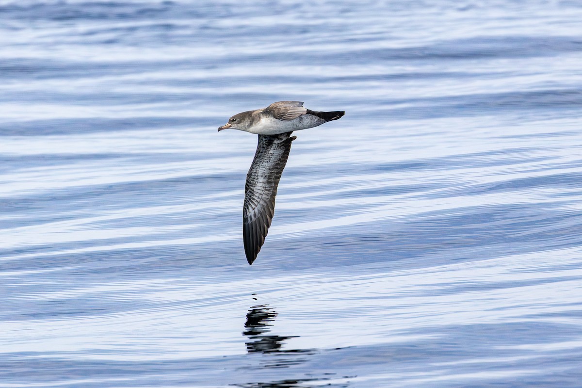 Pink-footed Shearwater - ML642151006
