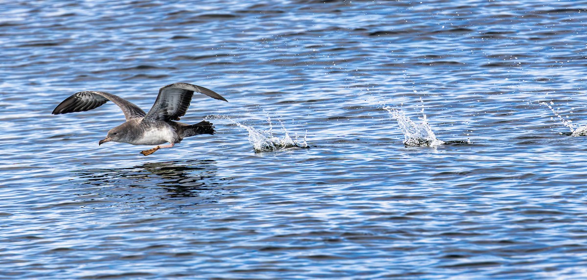 Pink-footed Shearwater - ML642151007
