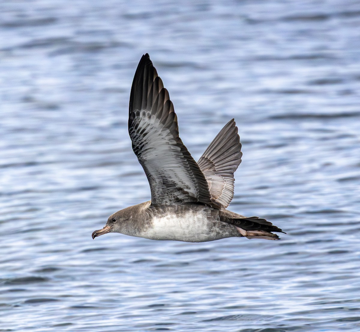 Pink-footed Shearwater - ML642151008